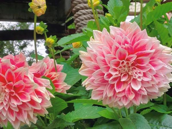 我的驚慌失措，誰又懂？