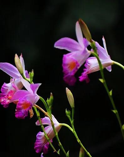 竹葉蘭-植株較大，花色鮮豔，花型像美麗的卡特蘭，且有香味