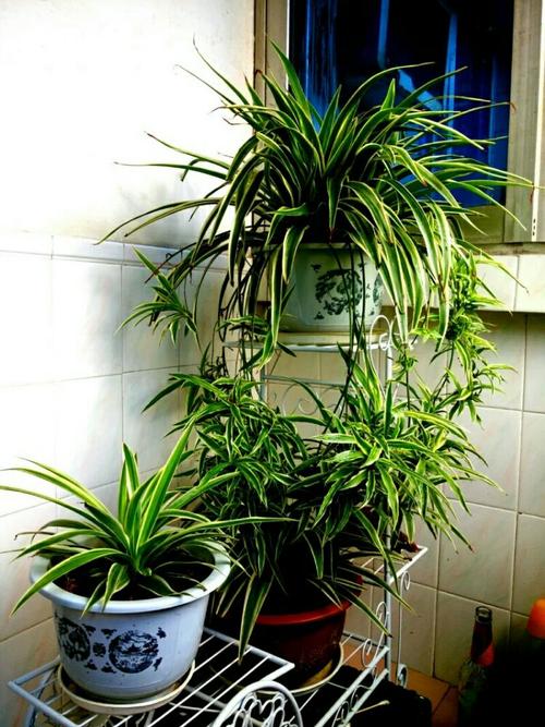 家裡光照少,可以養12種“陰性花”,“半陰地”更利於生長 家裡光照少,可以養12種“陰性花”,“半陰地”更利於生長