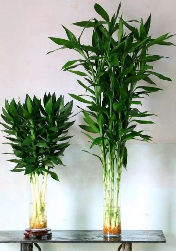 室內光照不足,就養4種耐陰綠植,枝葉翠綠茂盛,有精神有活力 室內光照不足,就養4種耐陰綠植,枝葉翠綠茂盛,有精神有活力