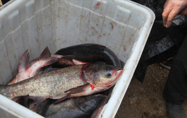 三峽水庫的“功臣”：蓄水放魚20年，“保水鰱鱅”保住了什麼？