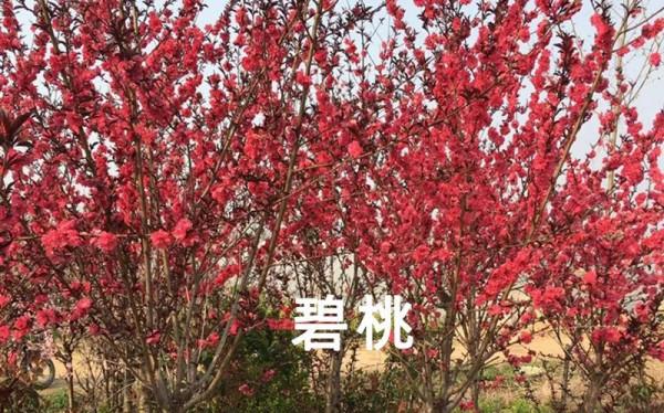 知識分享 &vert; 榆葉梅、美人梅、碧桃不是一種花，別再傻傻分不清