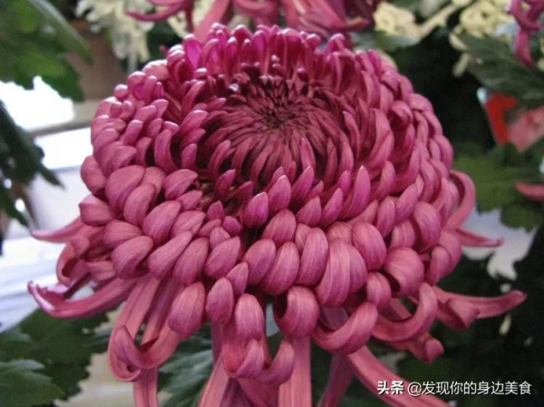 傲霜菊花奪人眼