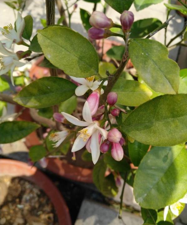 3種“養人樹”，漂亮有香味，能吃能觀賞，建議至少養一種