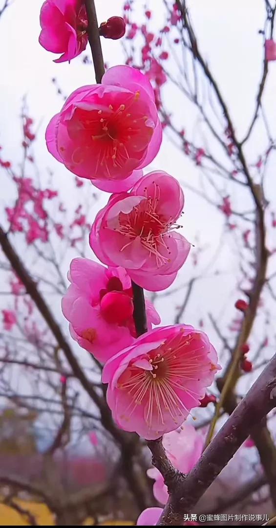 各種花卉植物，養在家裡什麼地方合適
