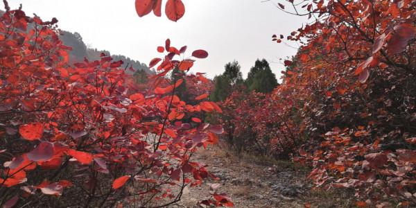 紅葉集之六——醉臥紅塵