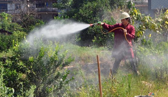 柑橘冬季清園,不止打藥!還有修剪、施肥不能落,否則又是白忙活 柑橘冬季清園,不止打藥!還有修剪、施肥不能落,否則又是白忙活
