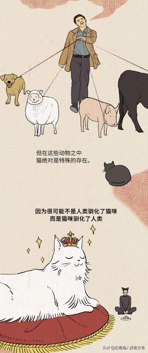 貓對人沒什麼感情，跟著你就是為了混飯吃