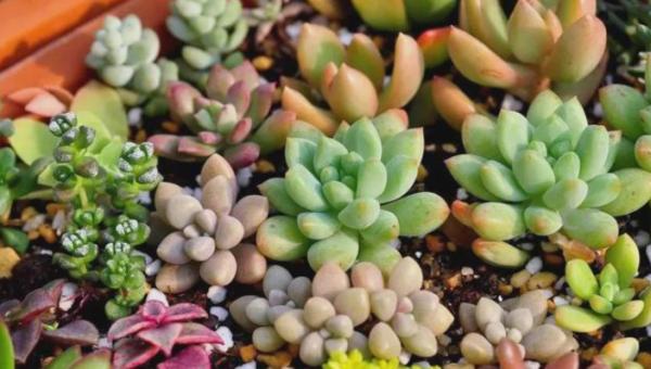 家養多肉發黃變軟，不要再狂澆水了，它們比你想象的更堅強