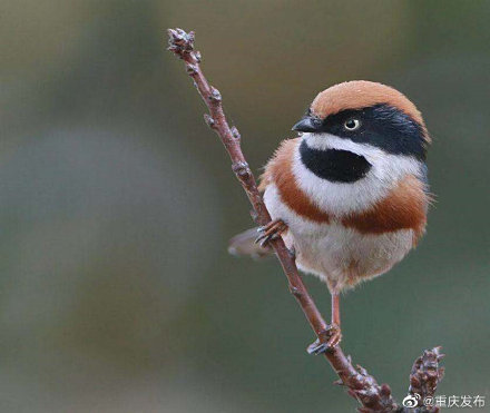 五里坡有34種珍稀瀕危動物物種