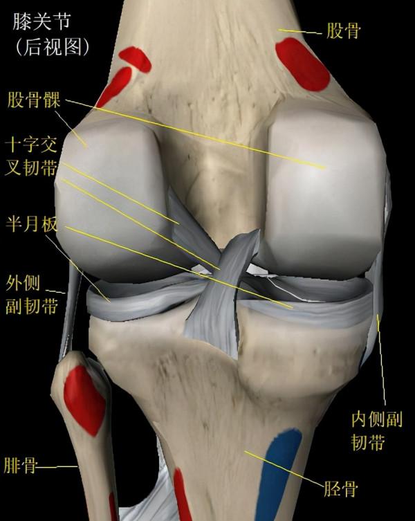 橢圓機真的不傷膝關節嗎