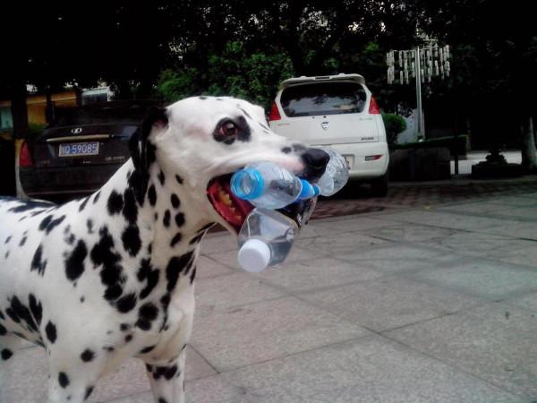 我作為一個非常愛狗的人,為什麼再也不養狗了 我作為一個非常愛狗的人,為什麼再也不養狗了