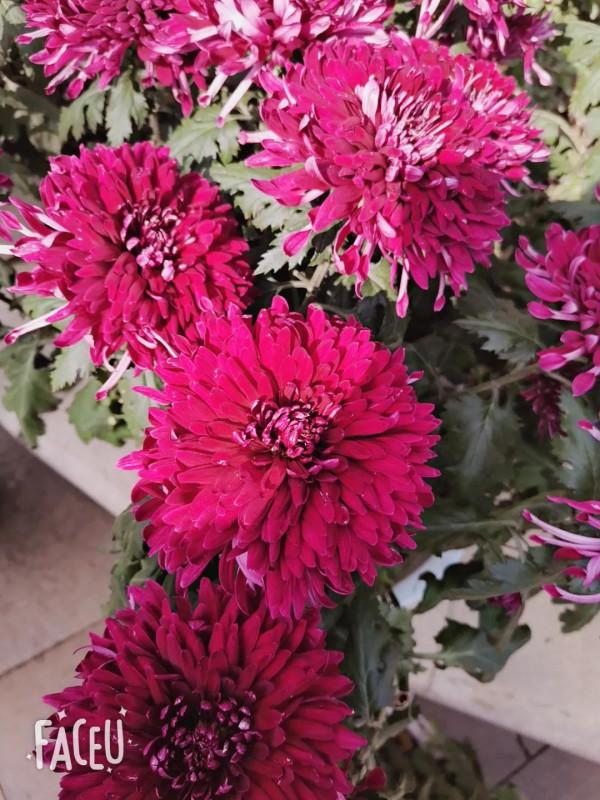 國慶節中山公園賞菊花