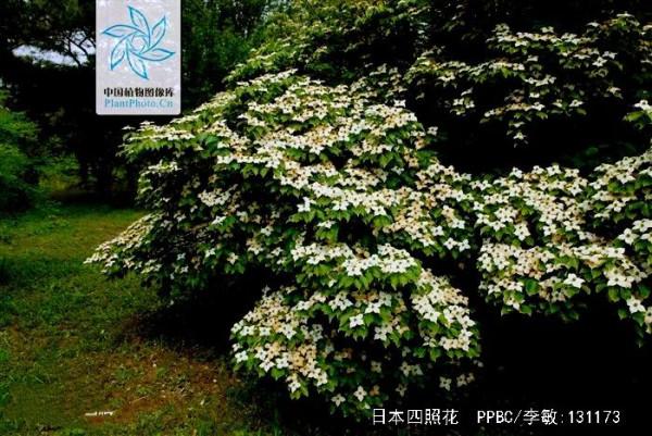 四照花～春有亮葉，夏花如蝶，秋有紅葉紅果，極具觀賞價值