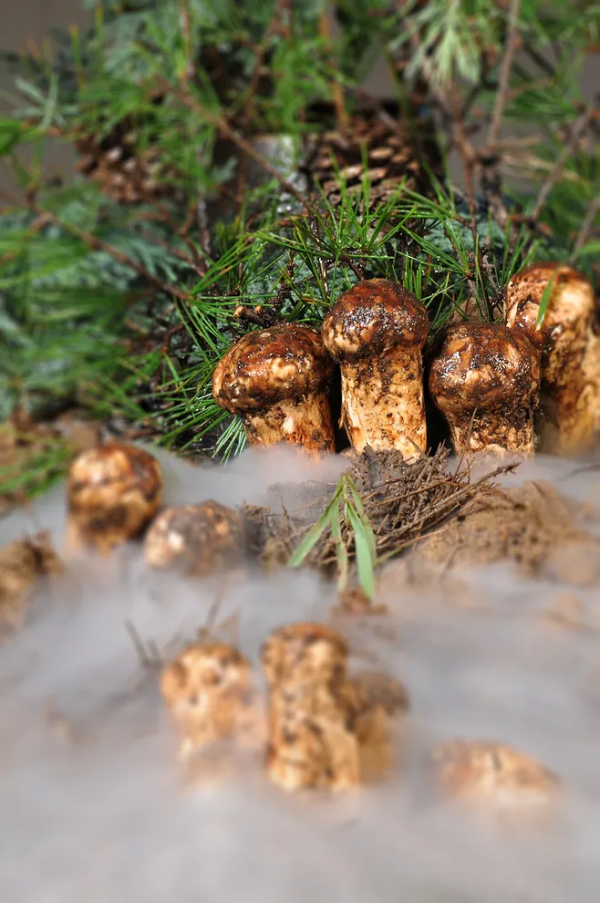 南菌北菇，中國最好吃的菌菇有哪些？