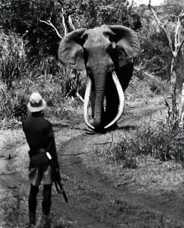 靈性十足的哺乳動物 靈性十足的哺乳動物