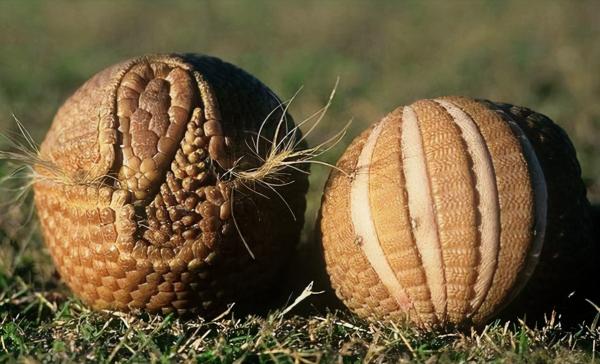 活了近6000萬年的犰狳殼有多硬？竟然能反彈子彈，網友：做成鋼盔