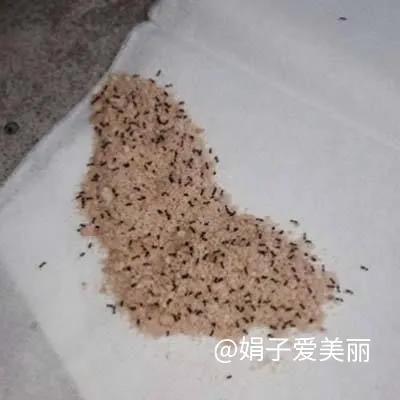 天哪!家裡怎麼會有螞蟻 天哪!家裡怎麼會有螞蟻