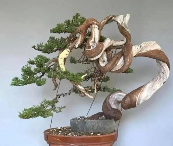 狂野的松柏盆景