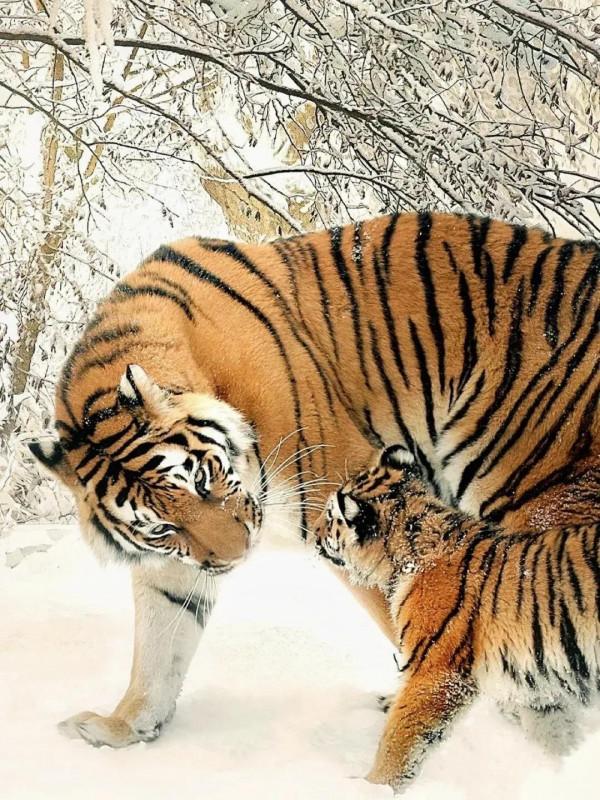 圖片分享：千姿百態的虎照來了，實屬精彩，值得收藏
