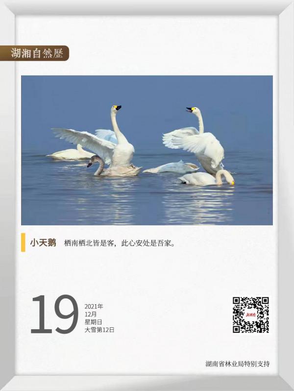 湖湘自然歷丨冬季到洞庭來看鳥⑧小天鵝，是小時候的天鵝嗎？