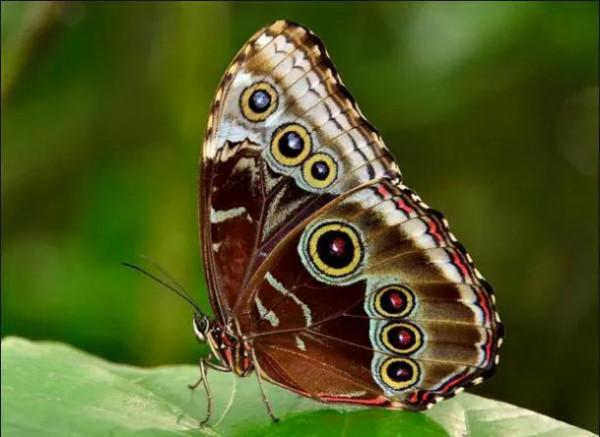 分享-蝶戀 精美絕倫 醉美蝴蝶
