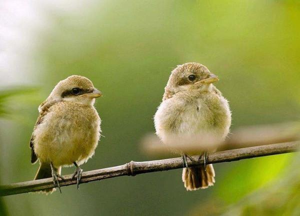 樹上的鳥兒成雙對,綠水青山帶笑顏 樹上的鳥兒成雙對,綠水青山帶笑顏