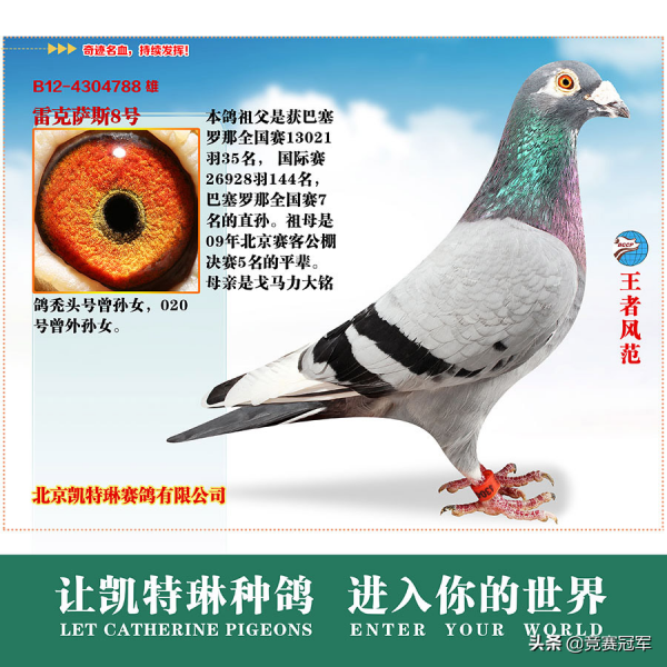 戈馬力的世界超級賽鴿與種鴿原棚 戈馬力的世界超級賽鴿與種鴿原棚