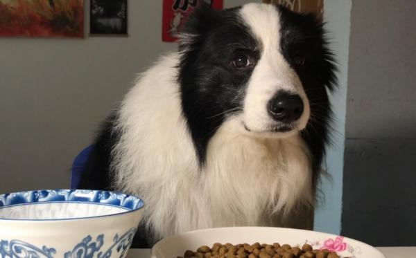 邊牧拉稀但精神很好