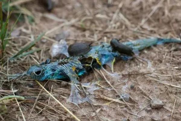 動物界難得一見的奇葩景象,太驚豔了,無比驚歎,讓人過目不忘 動物界難得一見的奇葩景象,太驚豔了,無比驚歎,讓人過目不忘