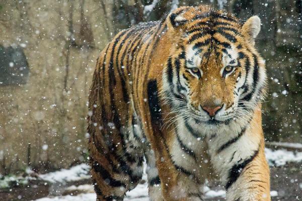 狼群是老虎的天敵嗎?從俄羅斯的情況來看,恰恰相反 狼群是老虎的天敵嗎?從俄羅斯的情況來看,恰恰相反