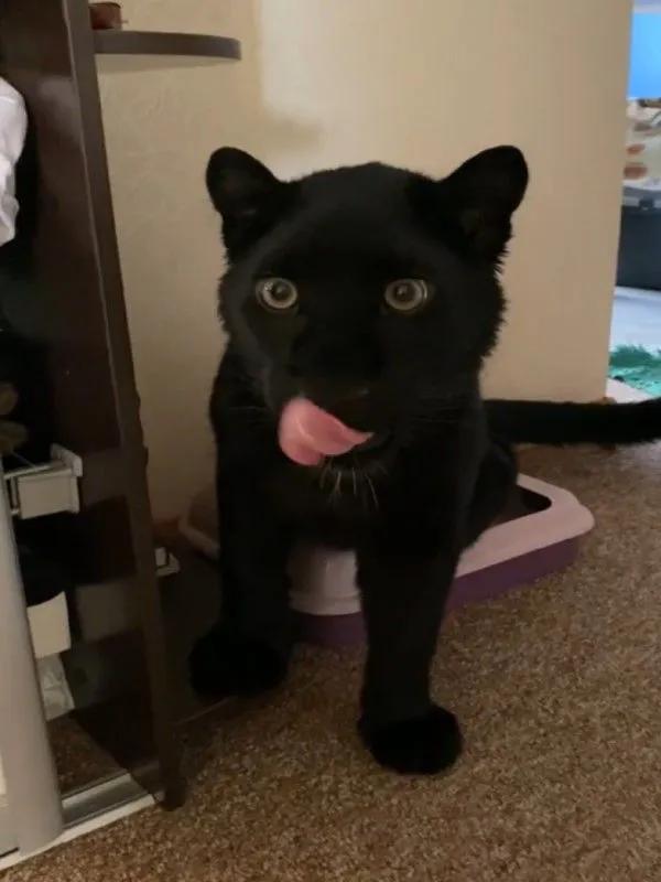 對於這隻黑豹來說,這個貓廁所確實小了一點點 對於這隻黑豹來說,這個貓廁所確實小了一點點