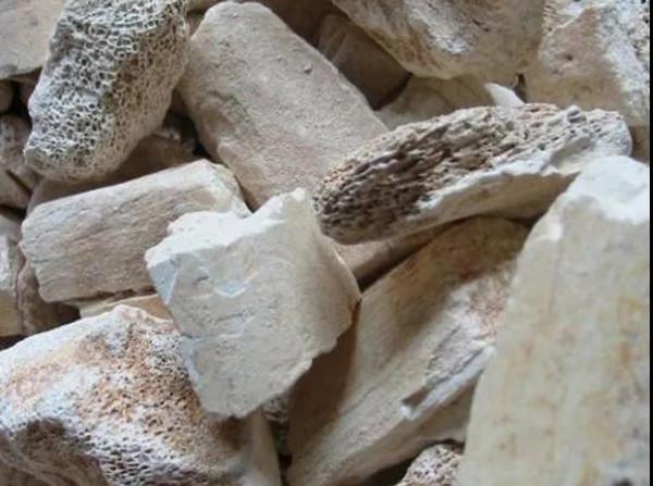 每天學習一味中藥&mdash;&mdash;龍骨