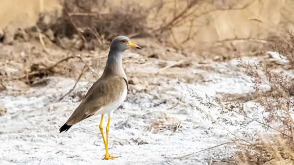 「山西鳥類圖鑑」| 灰頭麥雞