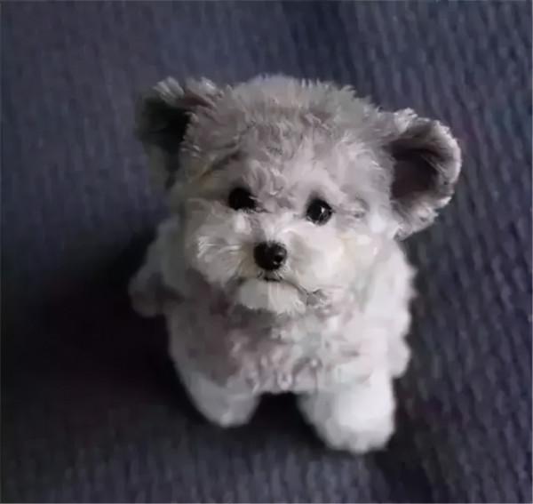 家庭養什麼狗最乾淨？