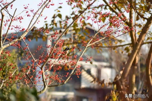 鳥兒們過冬必備 - 紅透整個冬日的迷你山楂果 |園丁