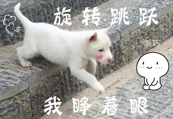 圍觀!下司古鎮來了群無敵小可愛 圍觀!下司古鎮來了群無敵小可愛