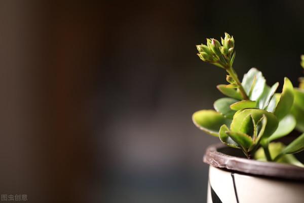 長壽花能否開爆,關鍵在4點,長壽花爆花的精髓包含在裡面 長壽花能否開爆,關鍵在4點,長壽花爆花的精髓包含在裡面