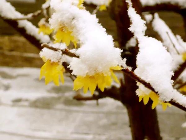 北京香山臥佛寺歷年臘梅綻放圖片欣賞