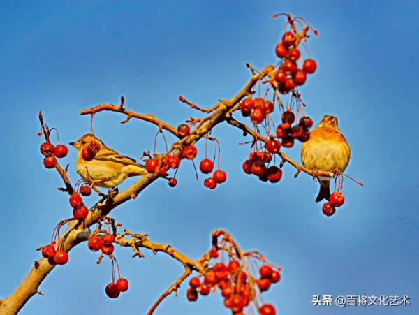 2022第一拍「百將文化」吃海棠果的燕雀