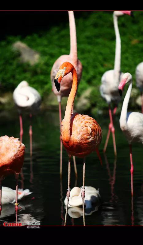 侯鳥火烈鳥紅鶴