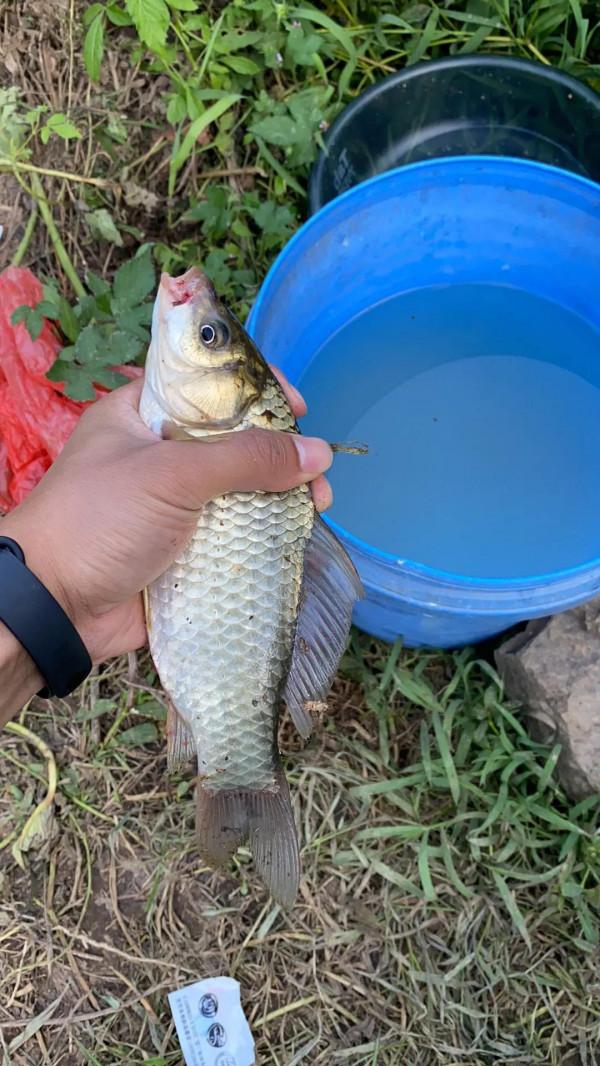 金秋十月野釣大鯽 金秋十月野釣大鯽