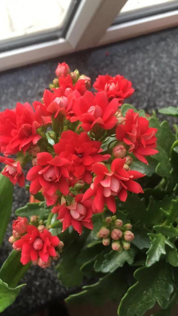 在這裡留住你綻放的花朵