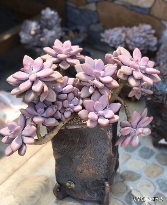 選多肉,這4個品種很不錯,適合新手入手,容易養護不爛根 選多肉,這4個品種很不錯,適合新手入手,容易養護不爛根