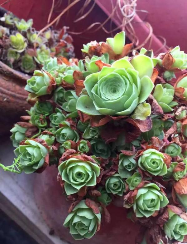 多肉植物的花語心願 多肉植物的花語心願