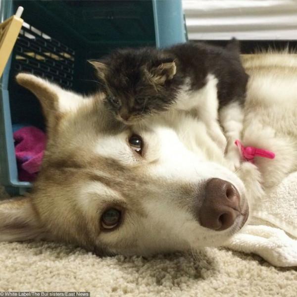 總有一些騙你養寵物的時刻