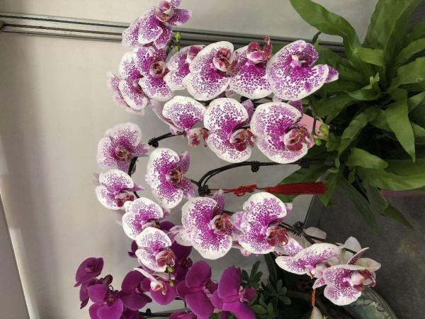 蝴蝶蘭長勢不旺?正確的澆水方法,你瞭解嗎? 蝴蝶蘭長勢不旺?正確的澆水方法,你瞭解嗎?