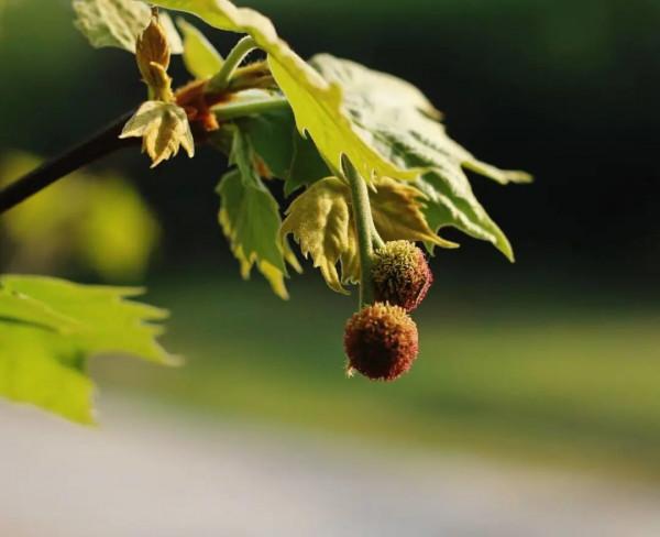 實用分享丨30款大型開花樹種介紹,白似雪、黃似陽、紅似霞,美翻 實用分享丨30款大型開花樹種介紹,白似雪、黃似陽、紅似霞,美翻