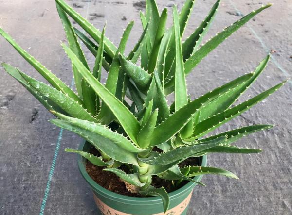 養好蘆薈,只用做好2點,小崽多擠滿盆,葉子又大又肥 養好蘆薈,只用做好2點,小崽多擠滿盆,葉子又大又肥