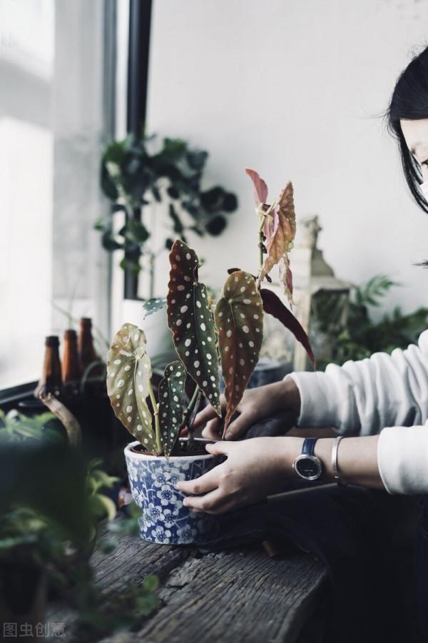 4種網紅“貴貨”盆栽,養殖需謹慎,避免“白花錢” 4種網紅“貴貨”盆栽,養殖需謹慎,避免“白花錢”